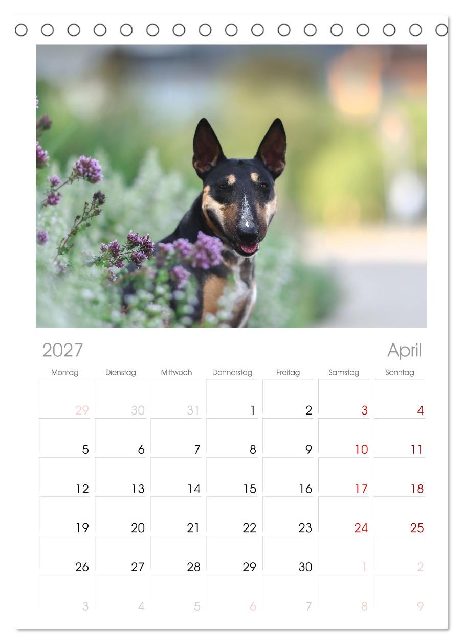 Bullterrier - charmante Herzensbrecher