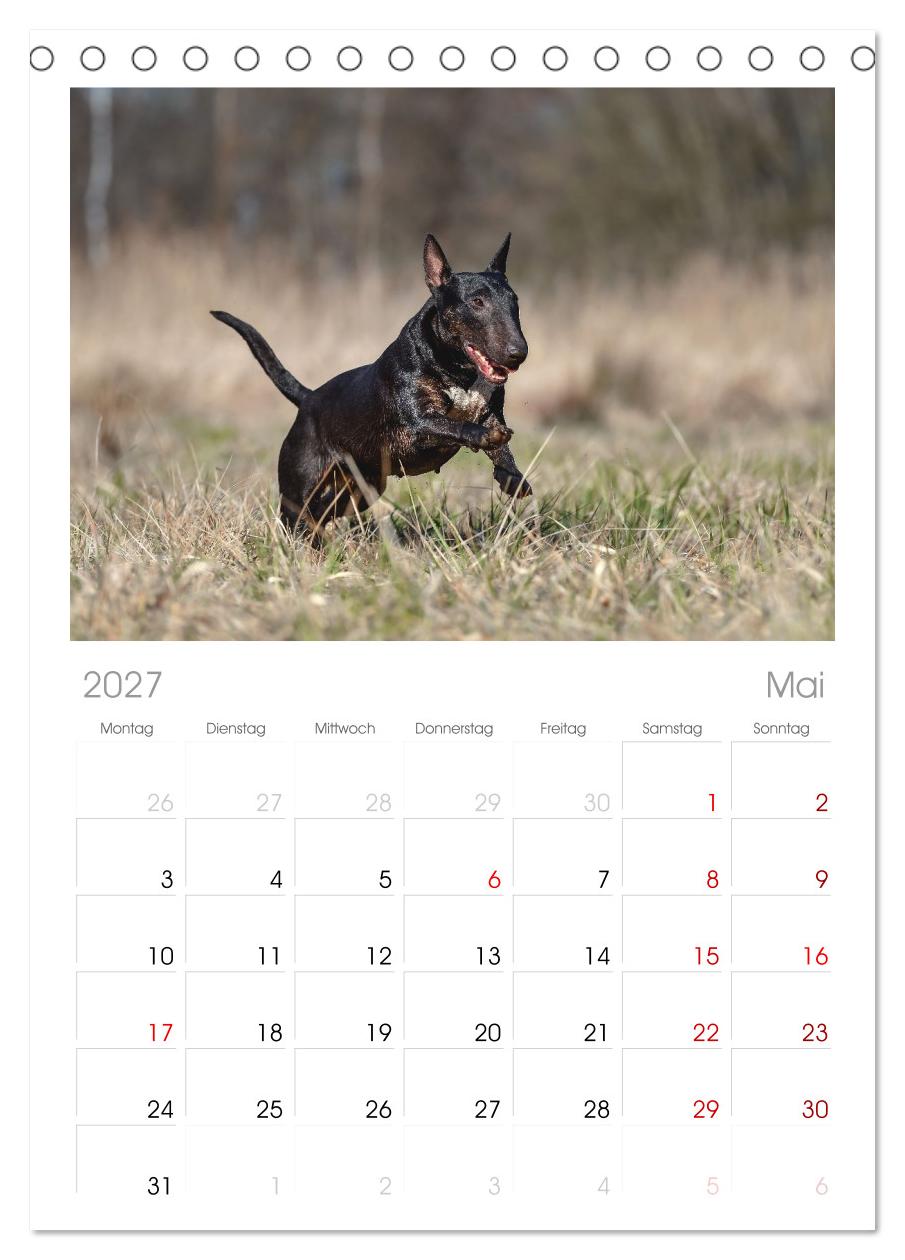 Bullterrier - charmante Herzensbrecher