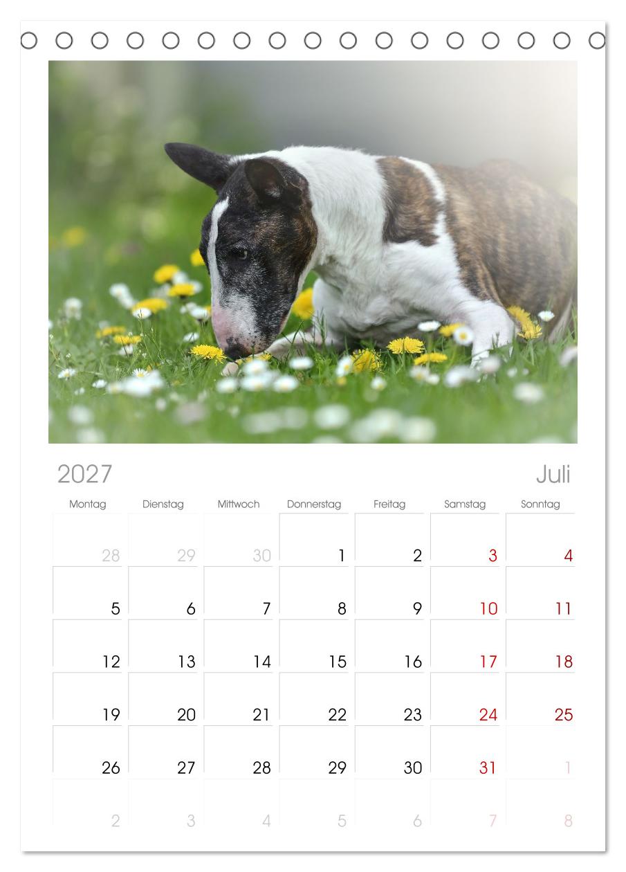 Bullterrier - charmante Herzensbrecher