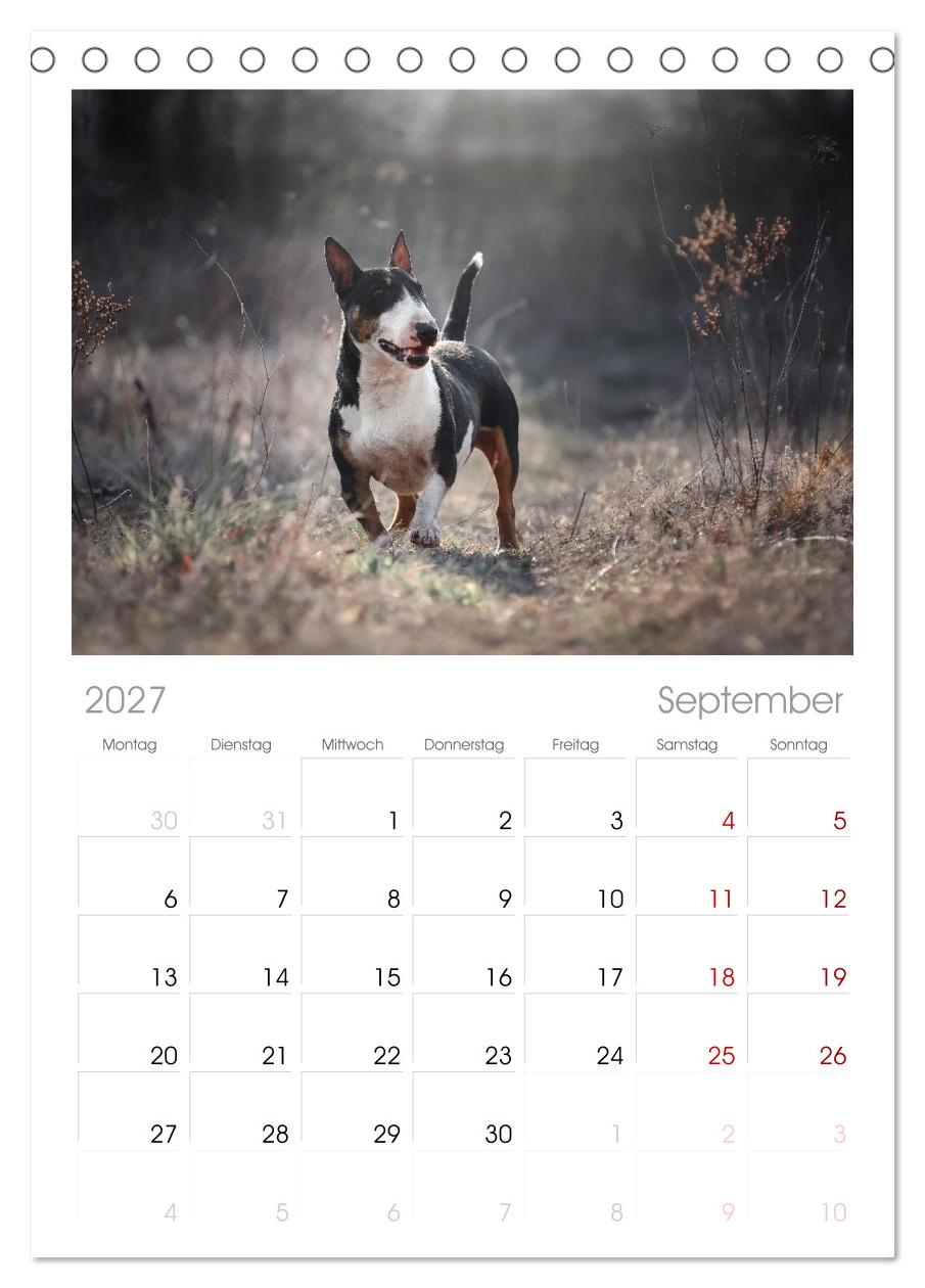 Bullterrier - charmante Herzensbrecher