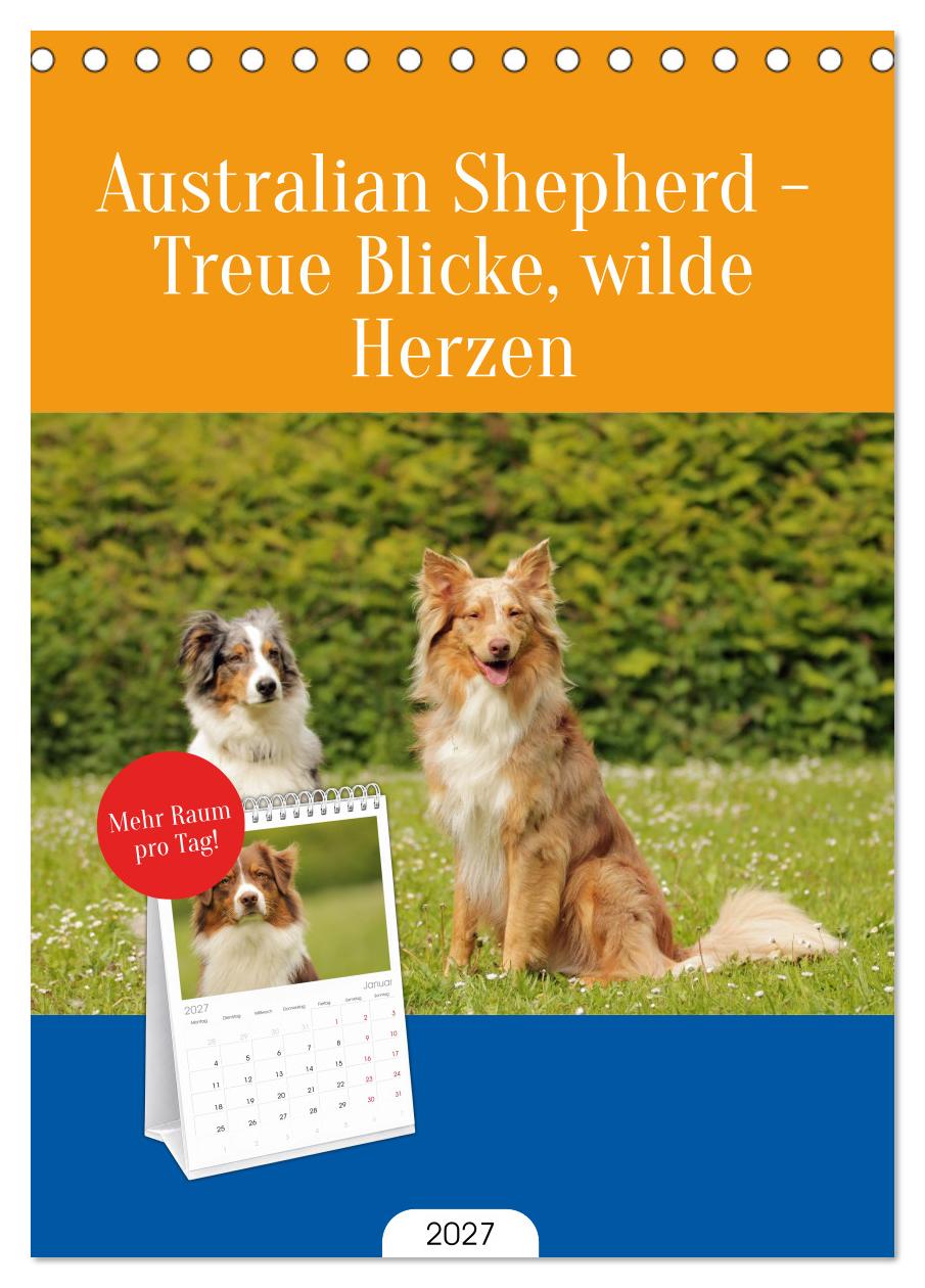Australian Shepherd - Treue Blicke, wilde Herzen