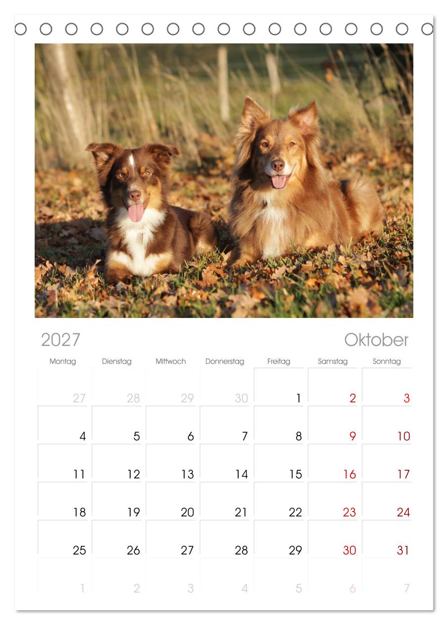Australian Shepherd - Treue Blicke, wilde Herzen