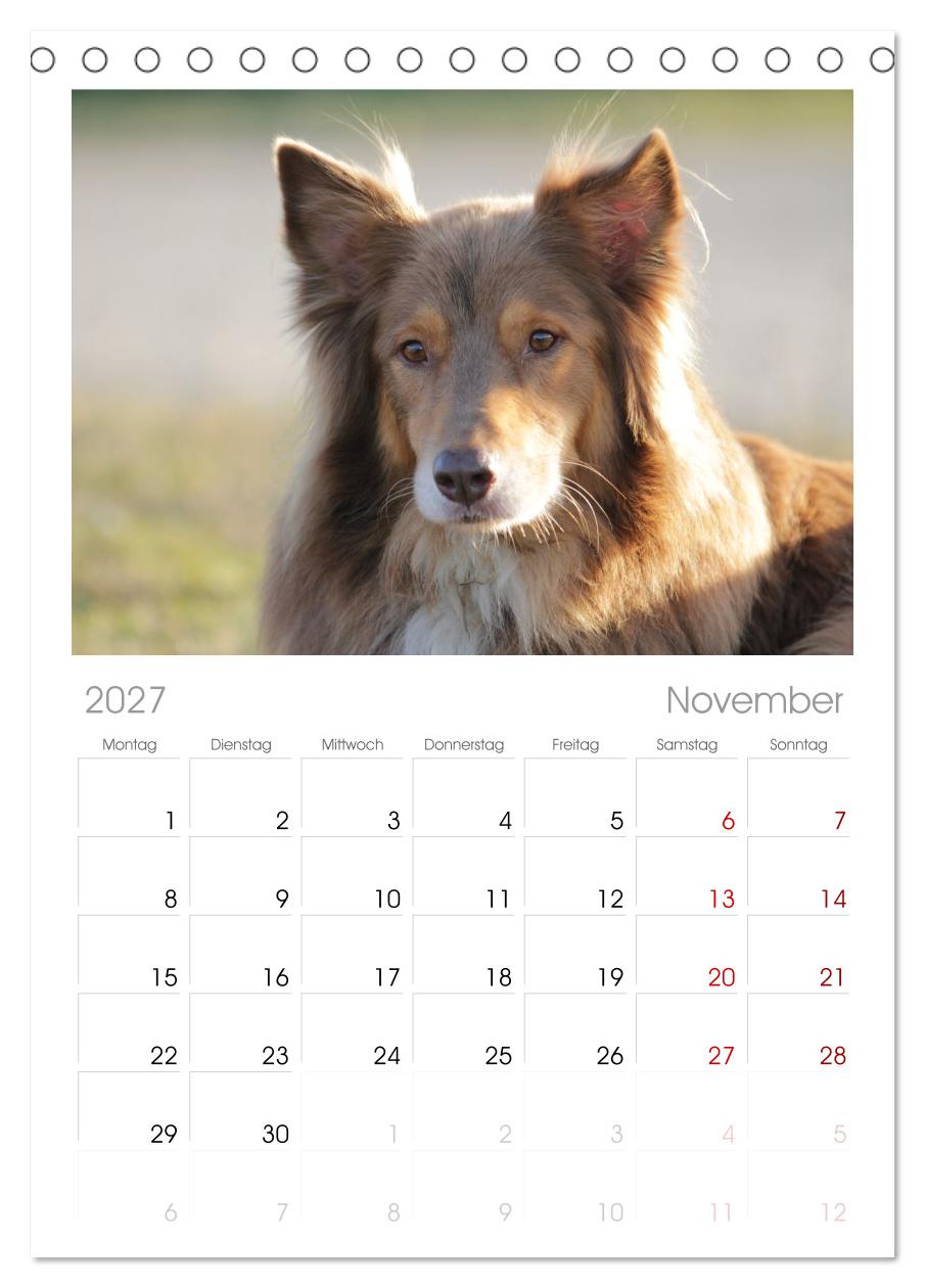 Australian Shepherd - Treue Blicke, wilde Herzen