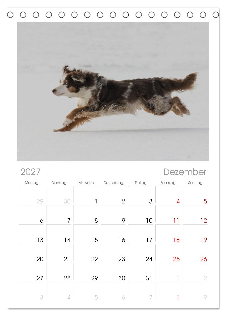 Australian Shepherd - Treue Blicke, wilde Herzen