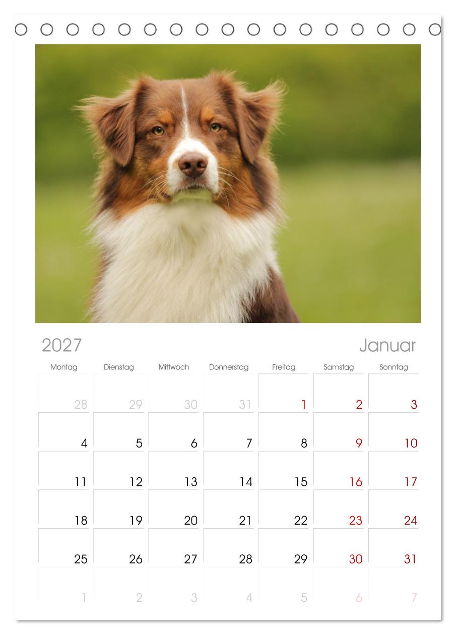 Australian Shepherd - Treue Blicke, wilde Herzen