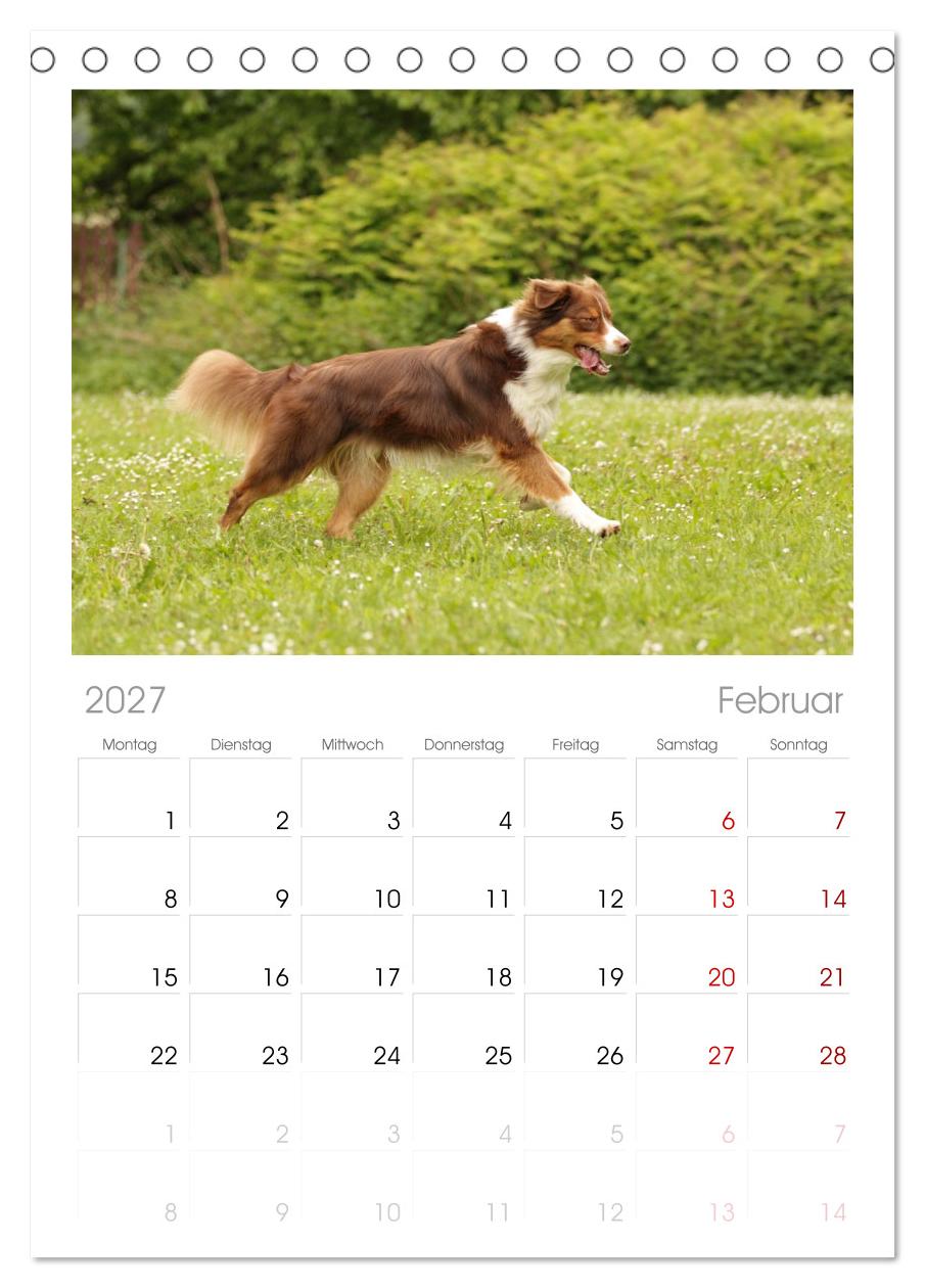 Australian Shepherd - Treue Blicke, wilde Herzen