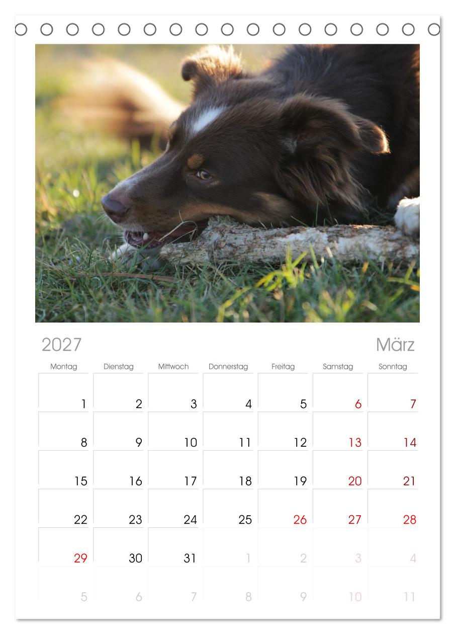 Australian Shepherd - Treue Blicke, wilde Herzen