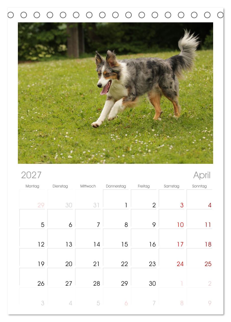 Australian Shepherd - Treue Blicke, wilde Herzen