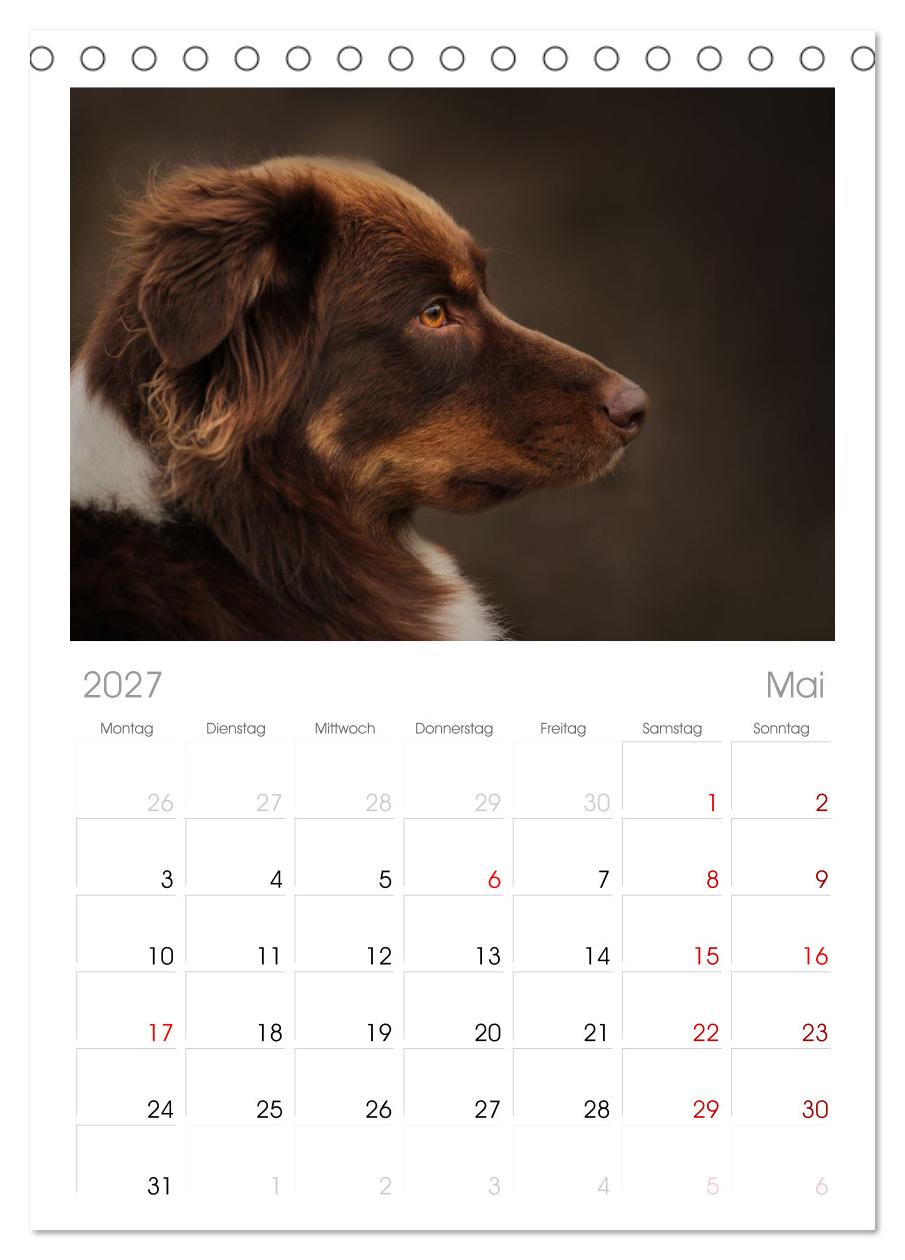 Australian Shepherd - Treue Blicke, wilde Herzen