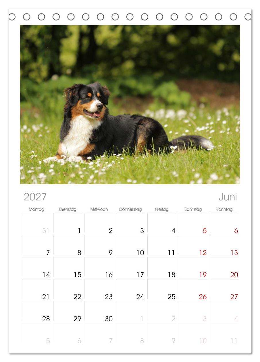 Australian Shepherd - Treue Blicke, wilde Herzen