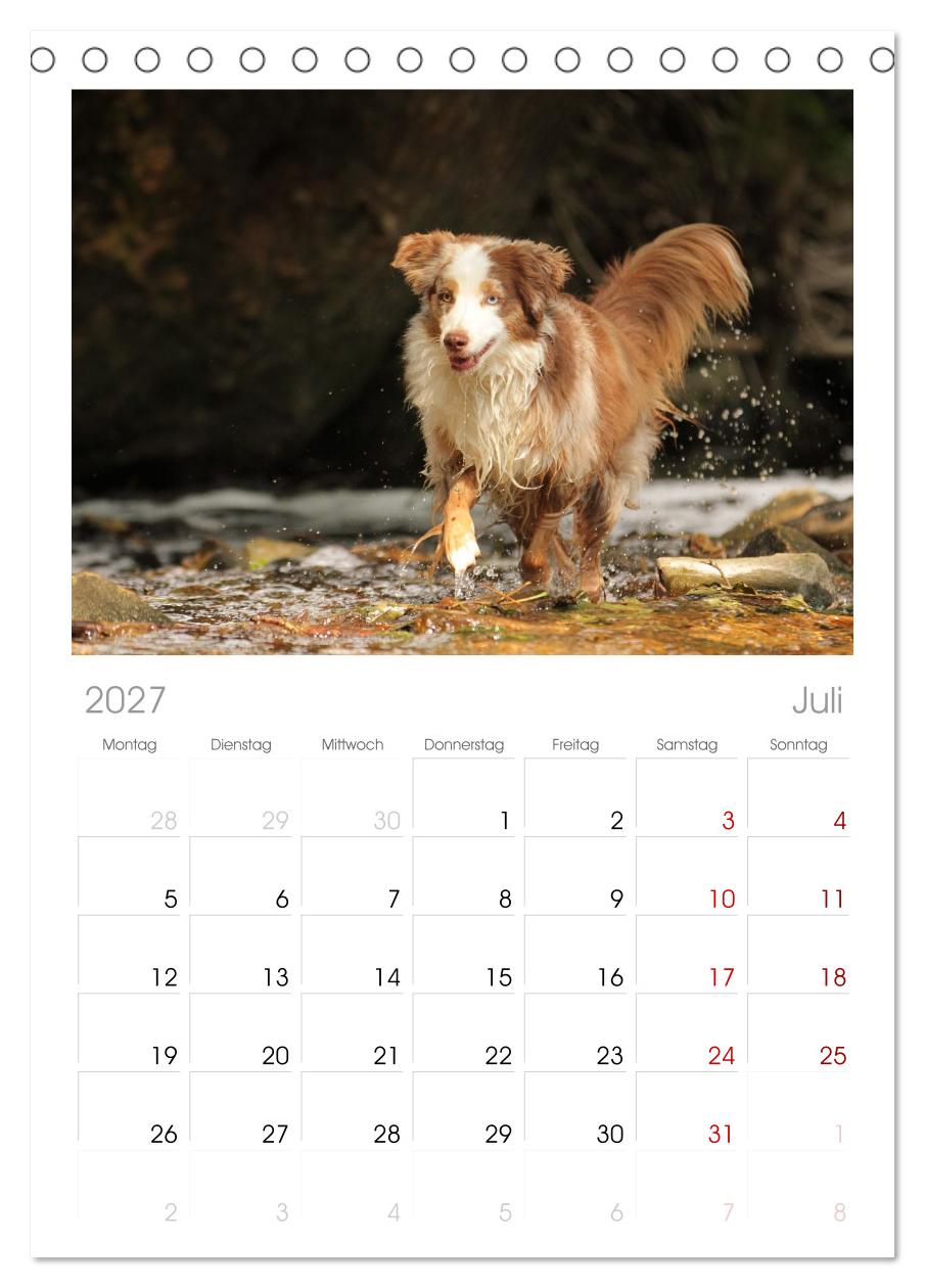 Australian Shepherd - Treue Blicke, wilde Herzen