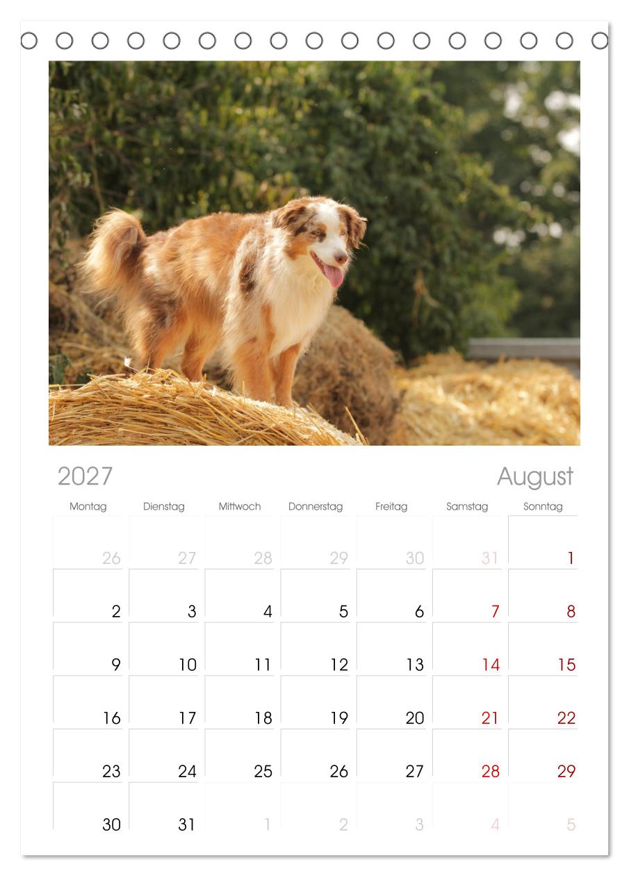 Australian Shepherd - Treue Blicke, wilde Herzen