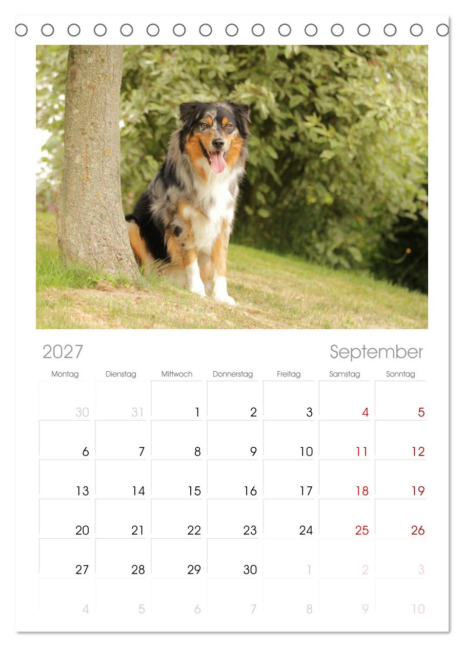 Australian Shepherd - Treue Blicke, wilde Herzen