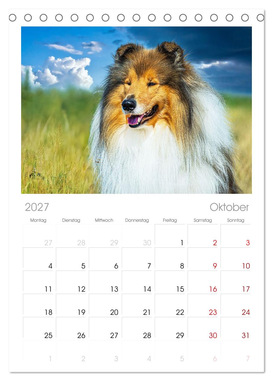 Faszinierende Rough Collies