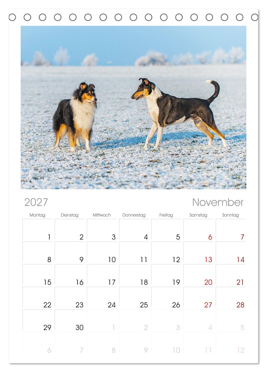 Faszinierende Rough Collies
