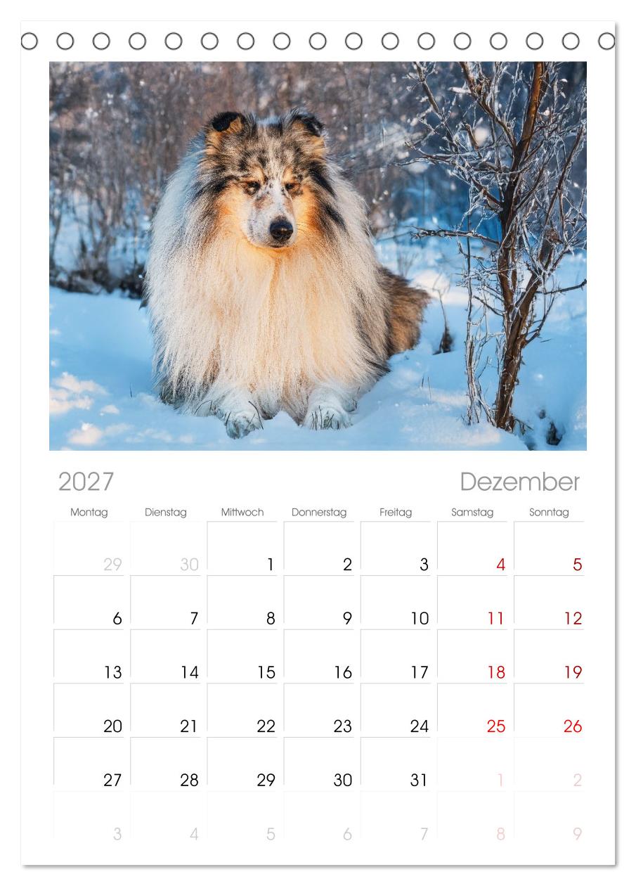 Faszinierende Rough Collies
