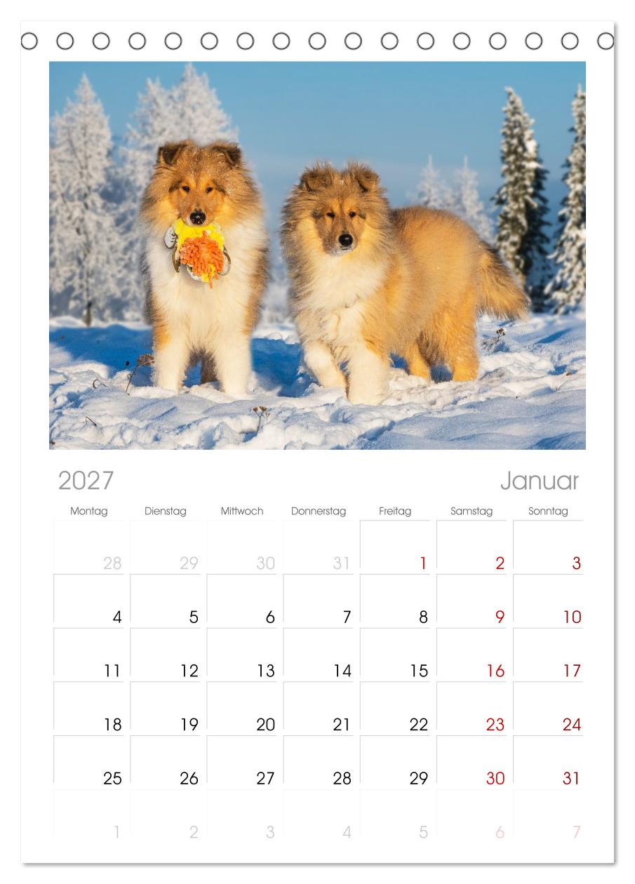 Faszinierende Rough Collies