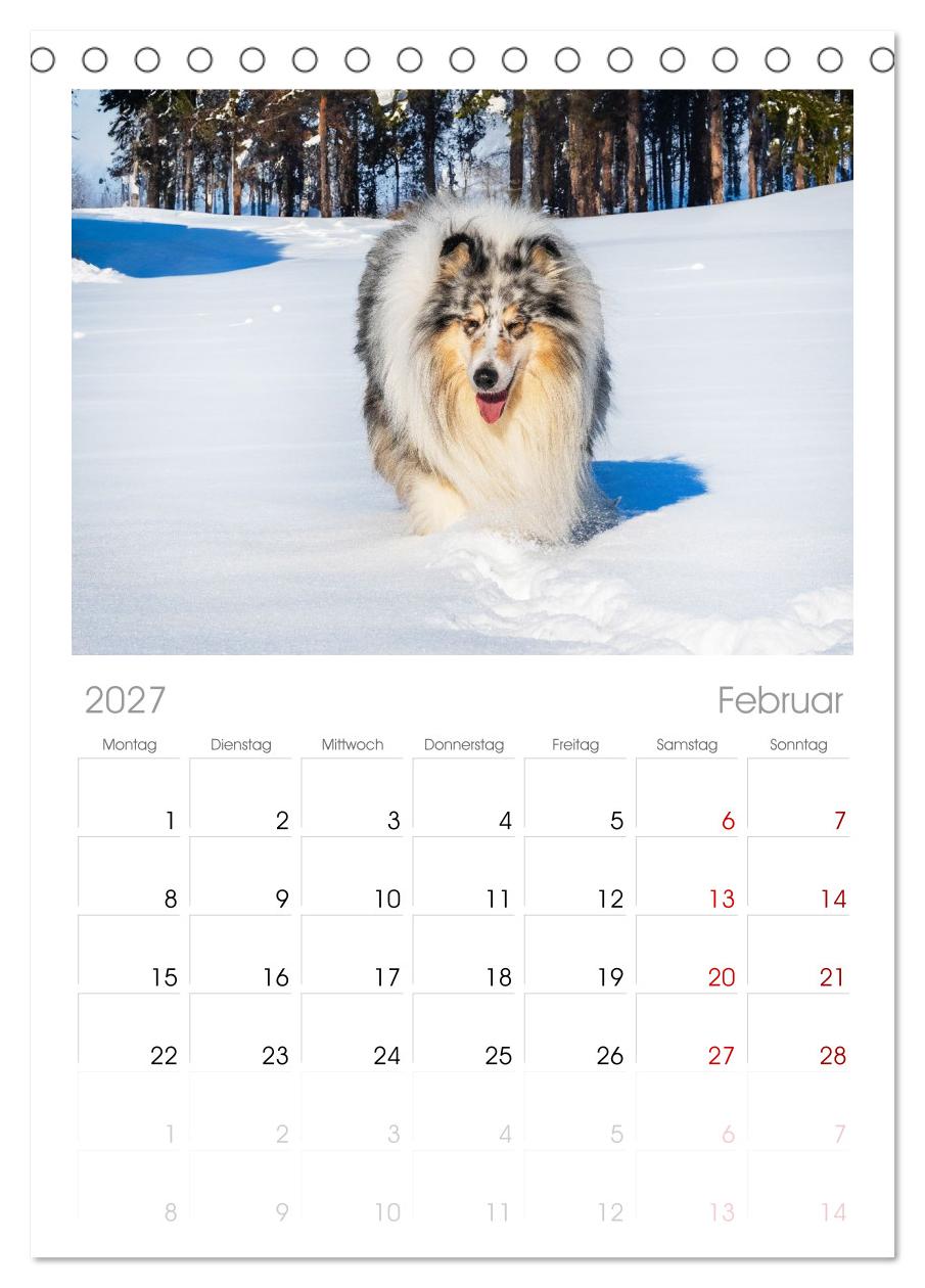 Faszinierende Rough Collies
