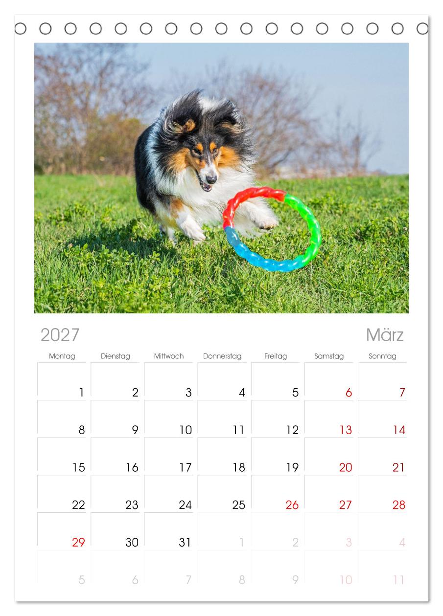 Faszinierende Rough Collies