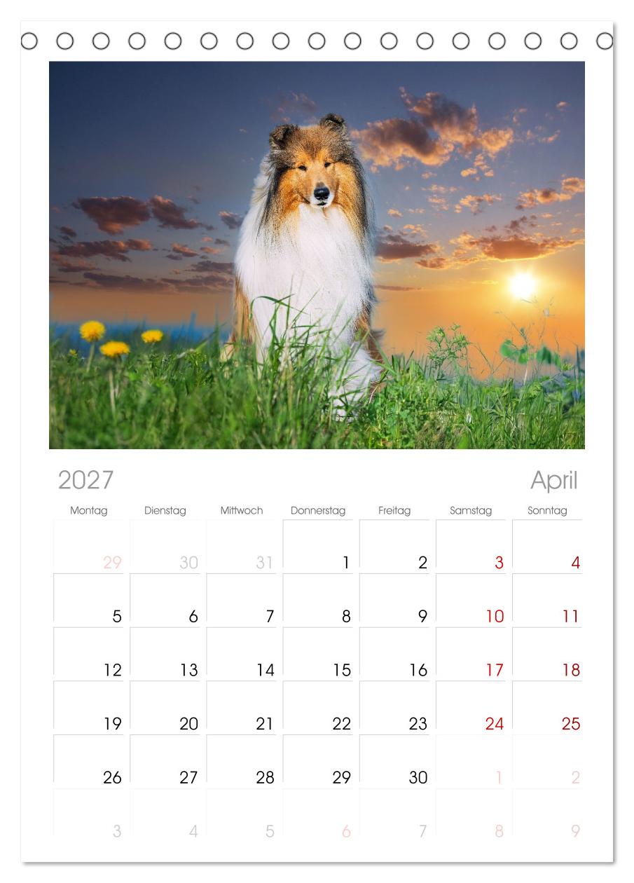 Faszinierende Rough Collies