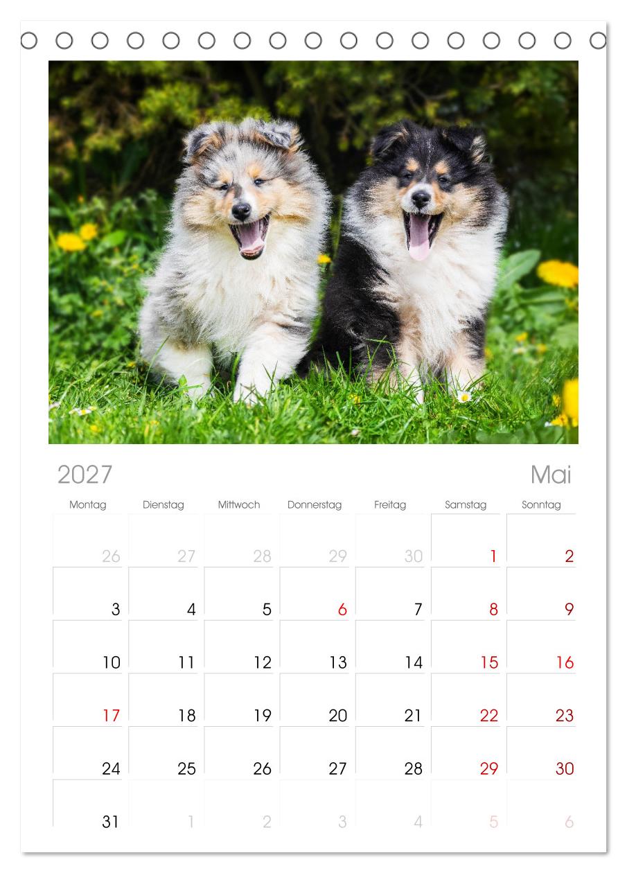 Faszinierende Rough Collies