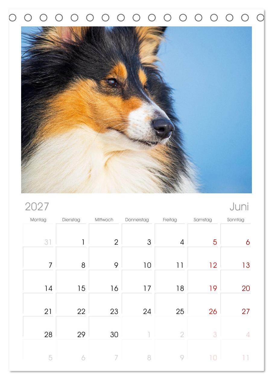 Faszinierende Rough Collies