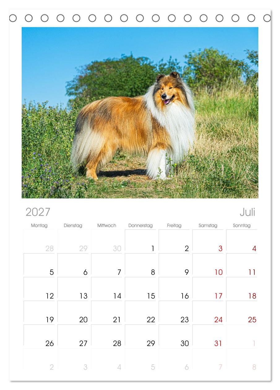 Faszinierende Rough Collies