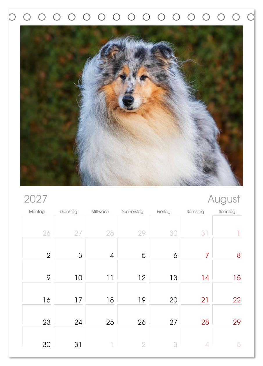 Faszinierende Rough Collies