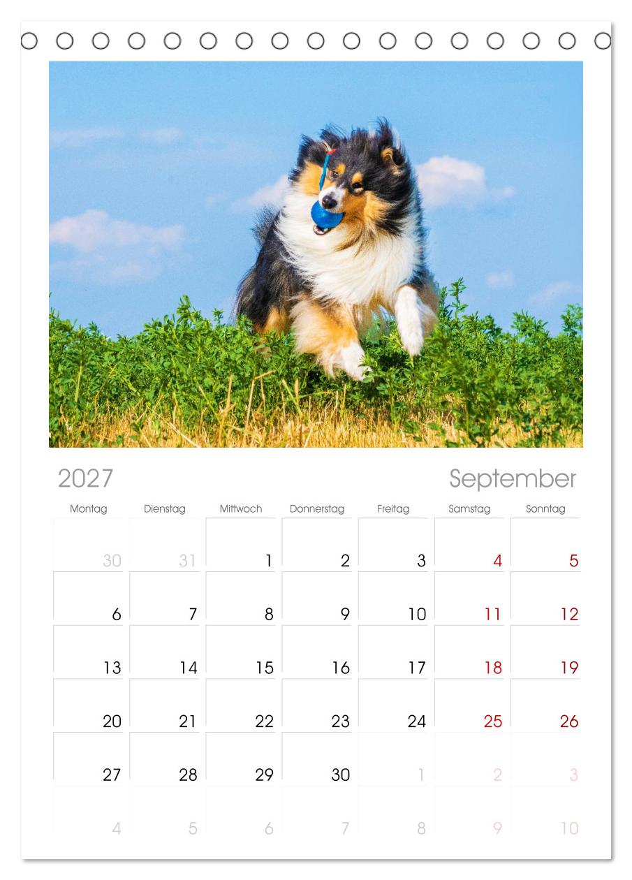 Faszinierende Rough Collies