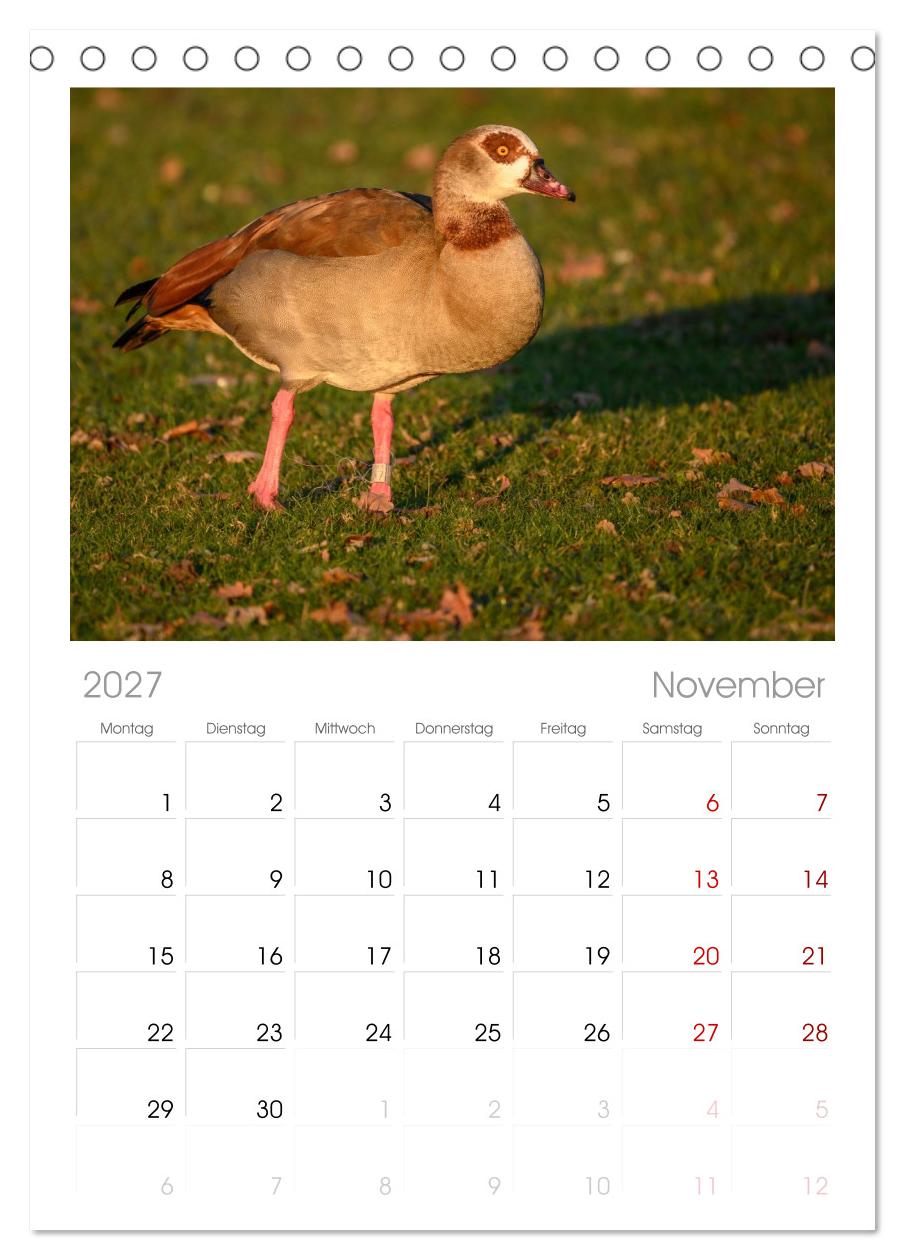Gans schön wild