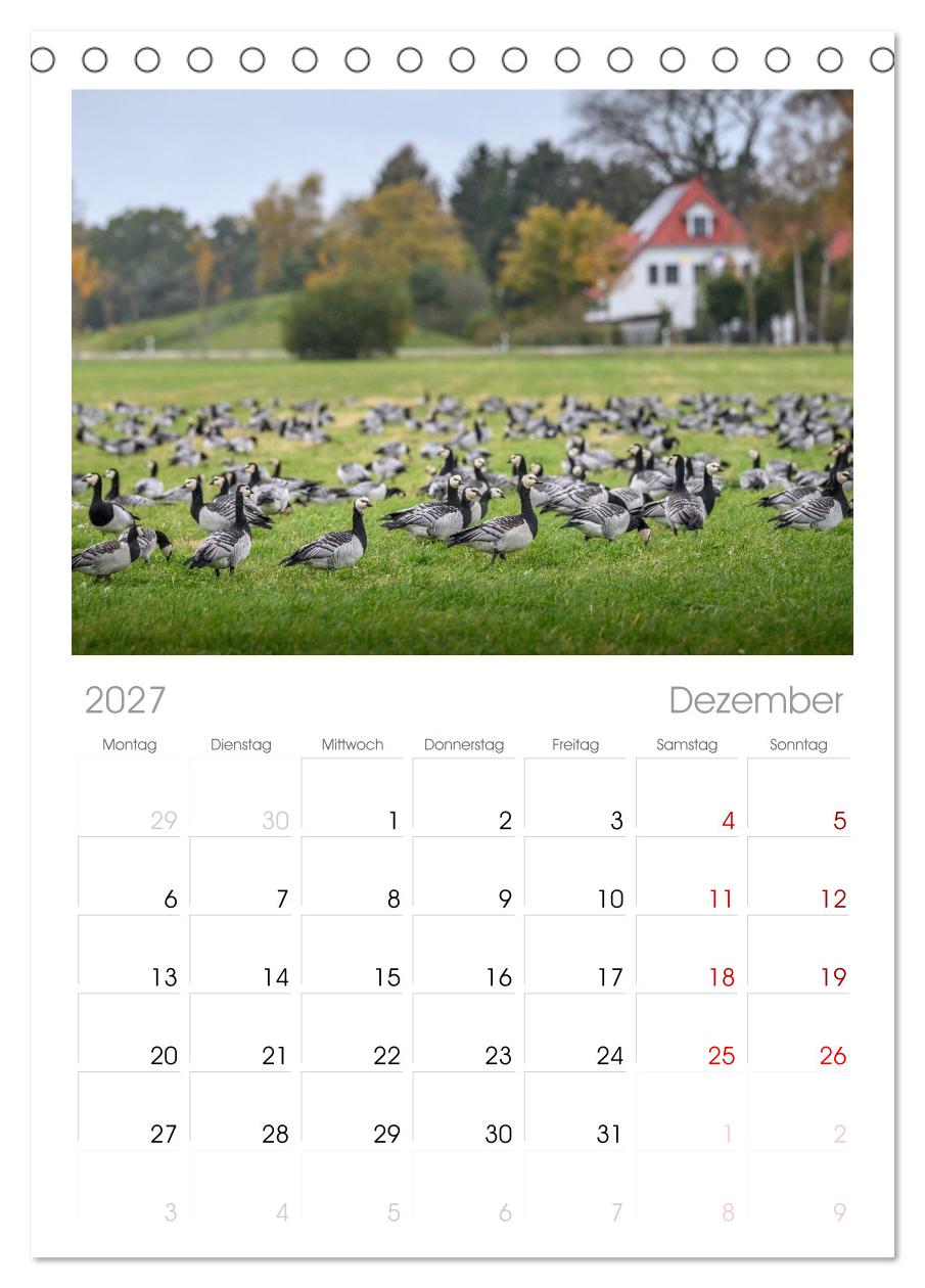 Gans schön wild
