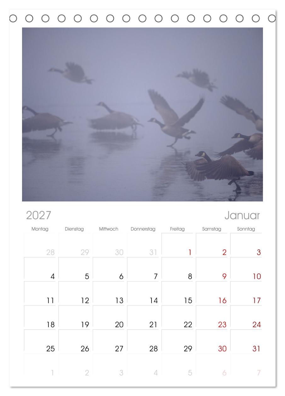 Gans schön wild