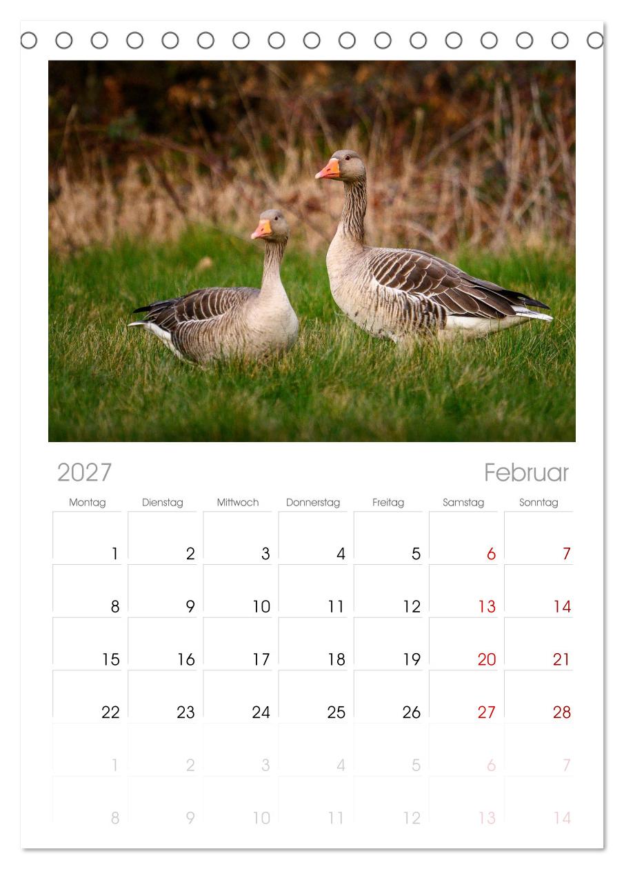 Gans schön wild