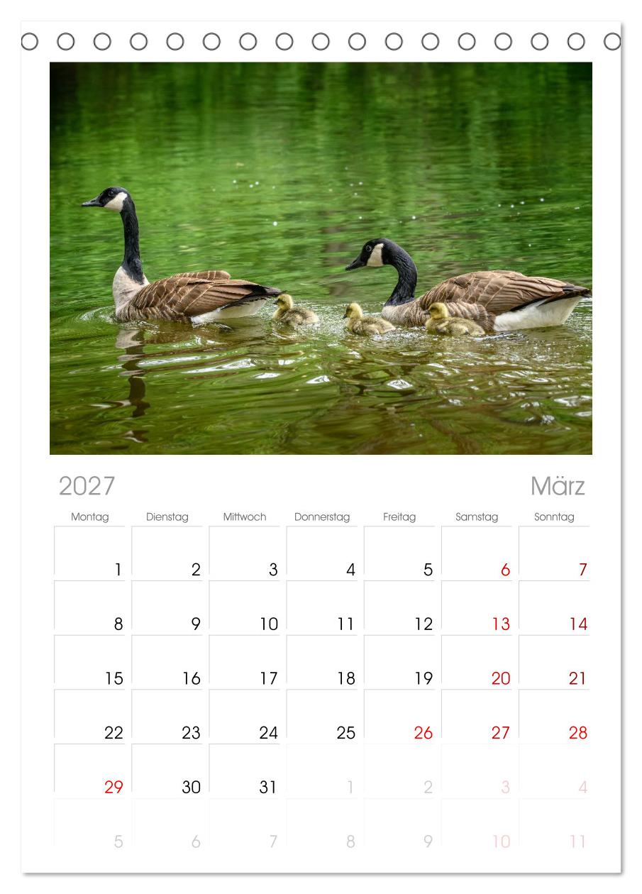 Gans schön wild