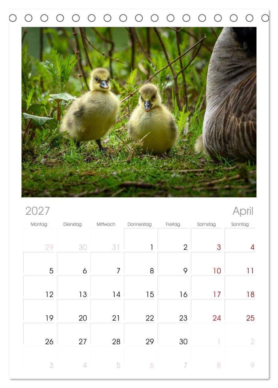 Gans schön wild