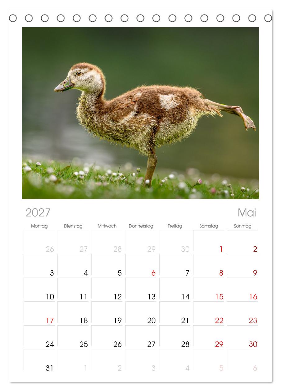 Gans schön wild