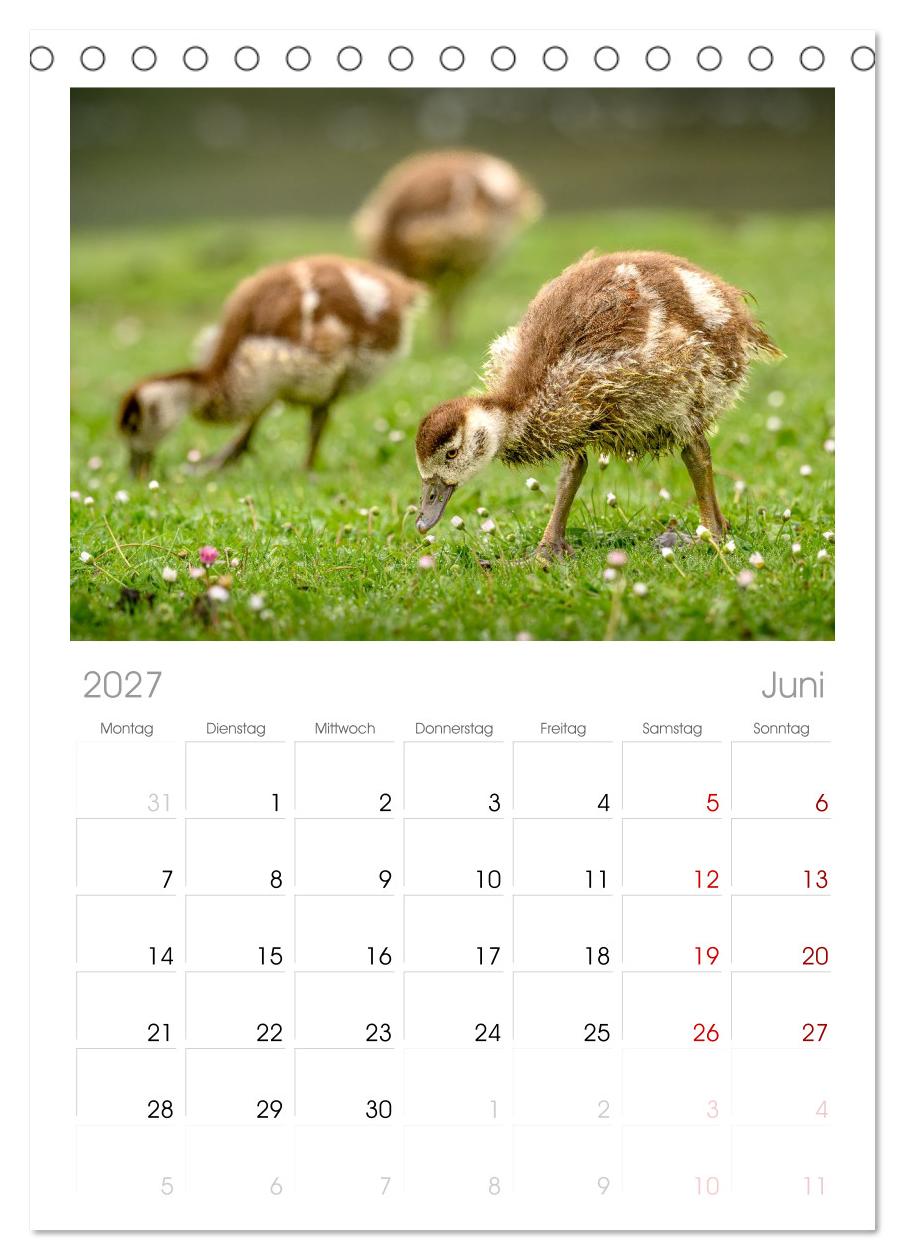 Gans schön wild