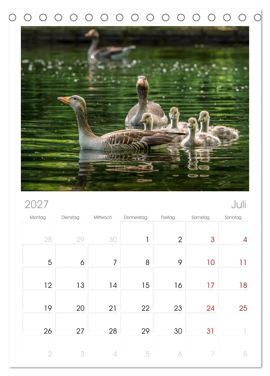 Gans schön wild
