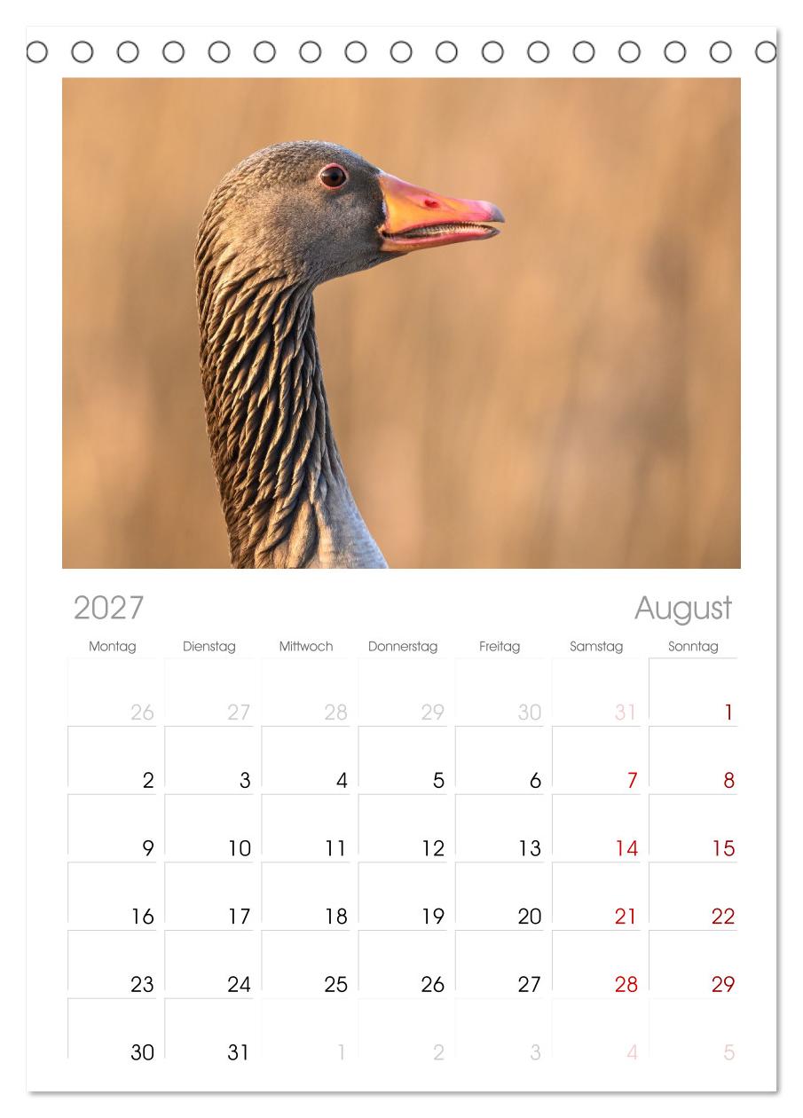 Gans schön wild