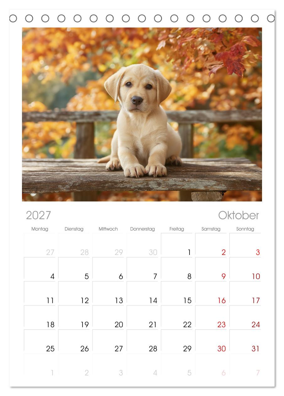 Labrador Liebe