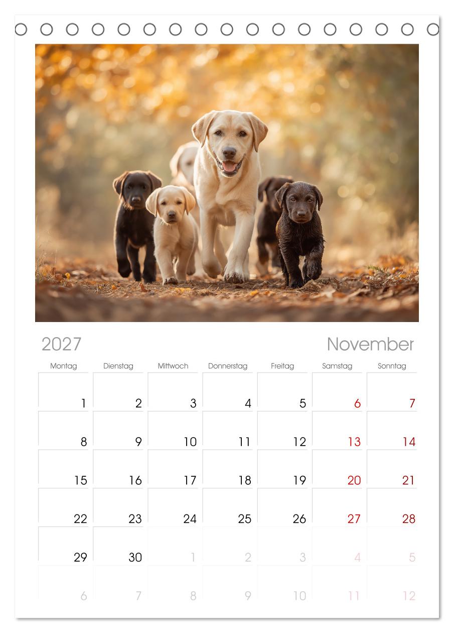 Labrador Liebe