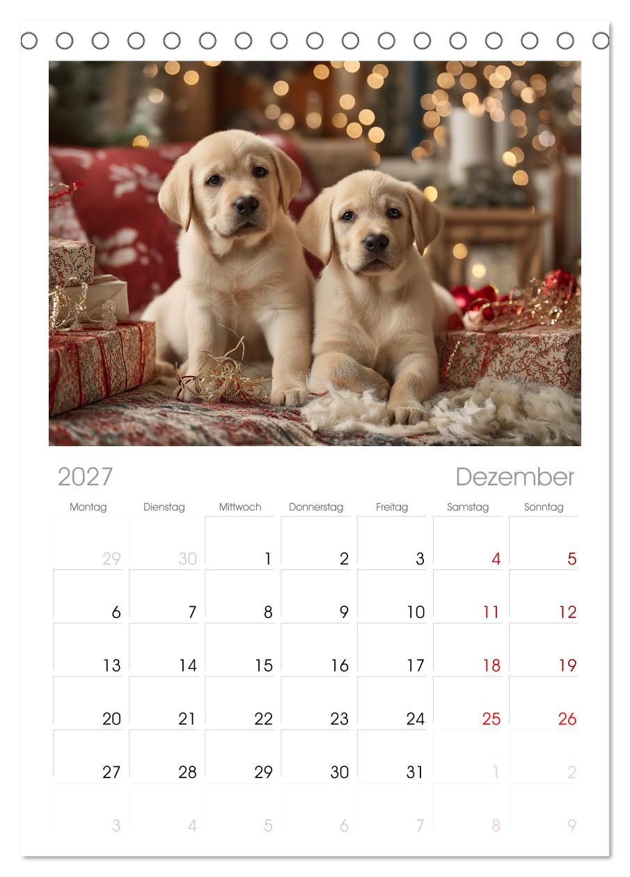 Labrador Liebe
