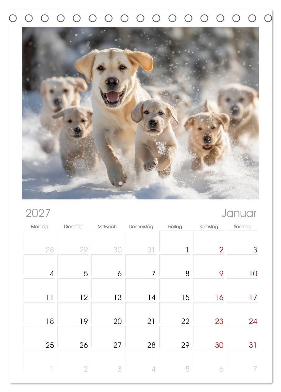 Labrador Liebe