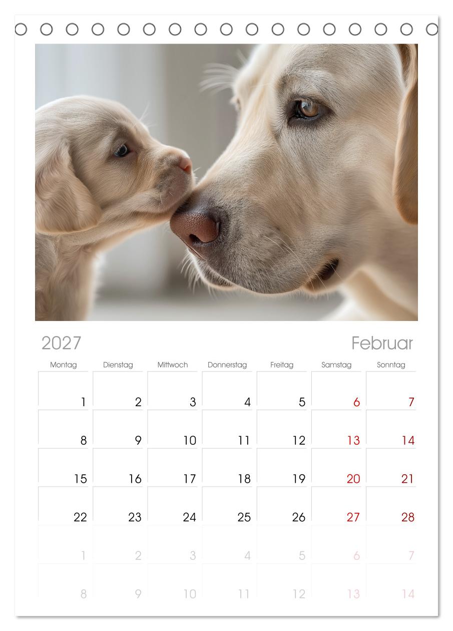 Labrador Liebe