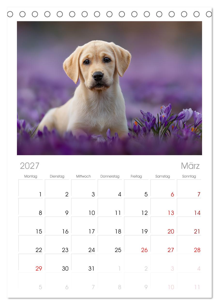 Labrador Liebe