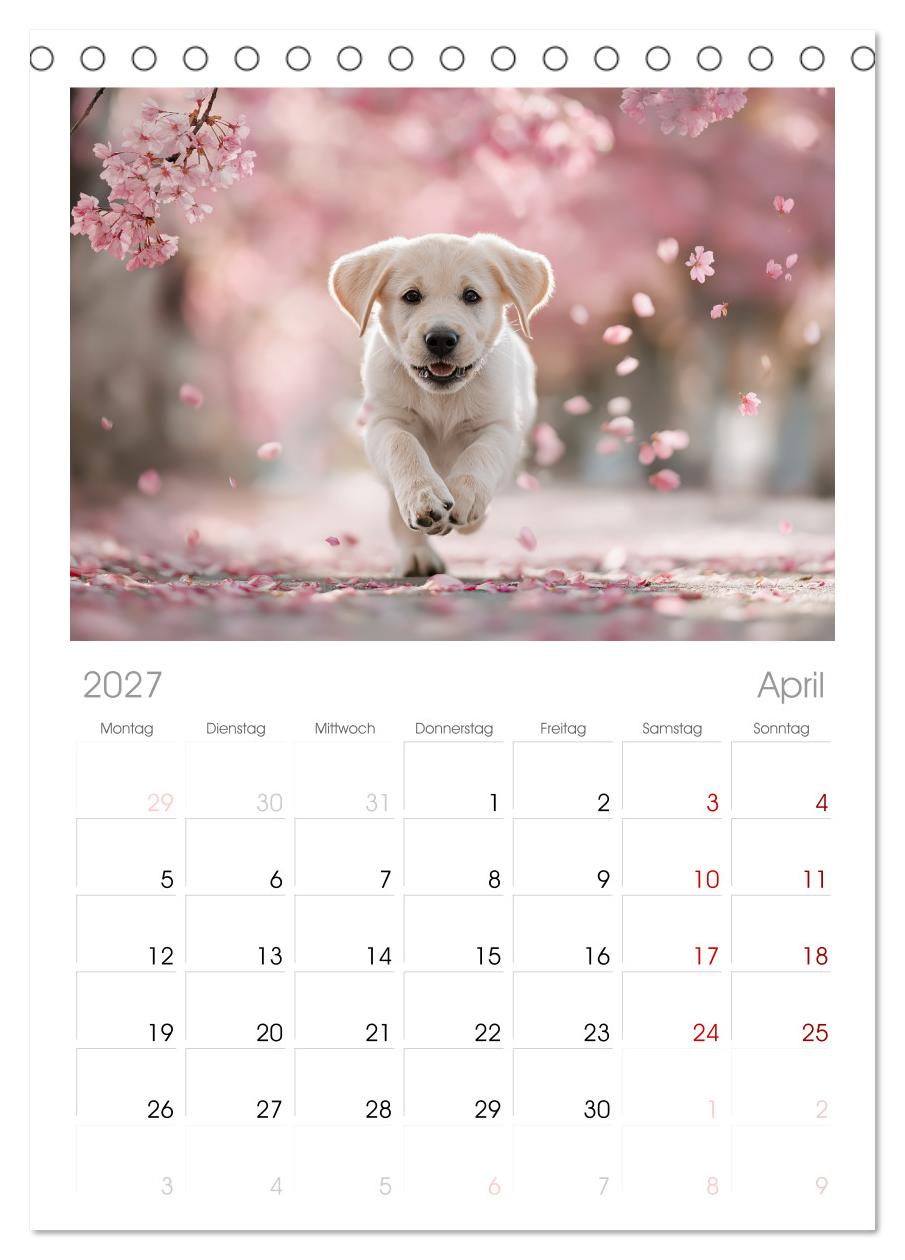 Labrador Liebe