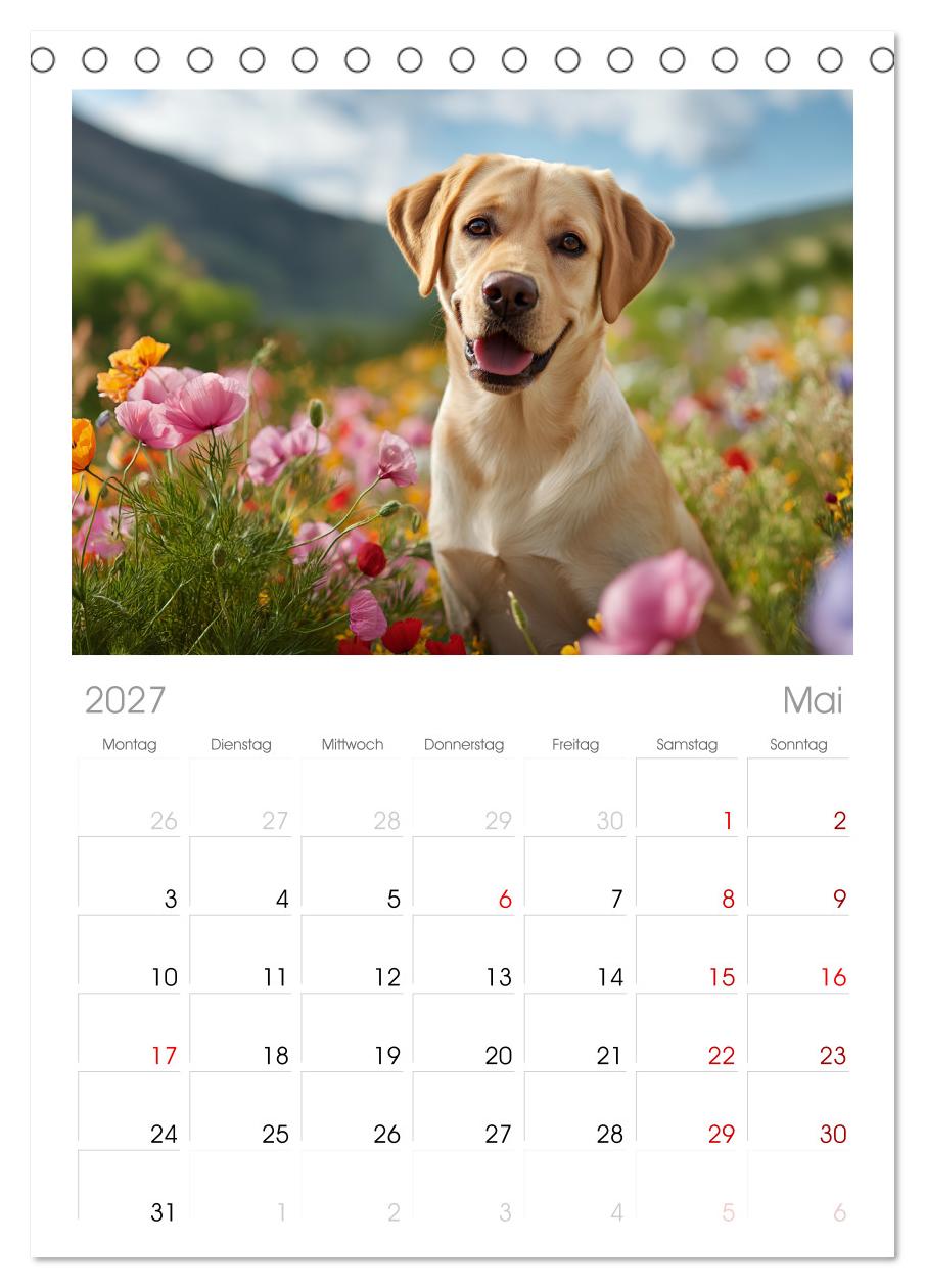 Labrador Liebe
