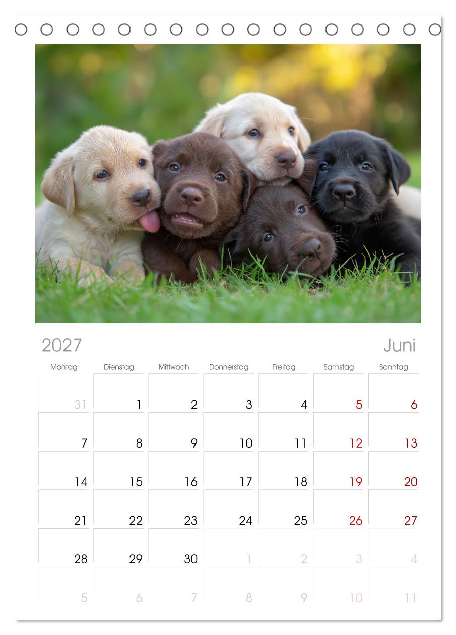 Labrador Liebe
