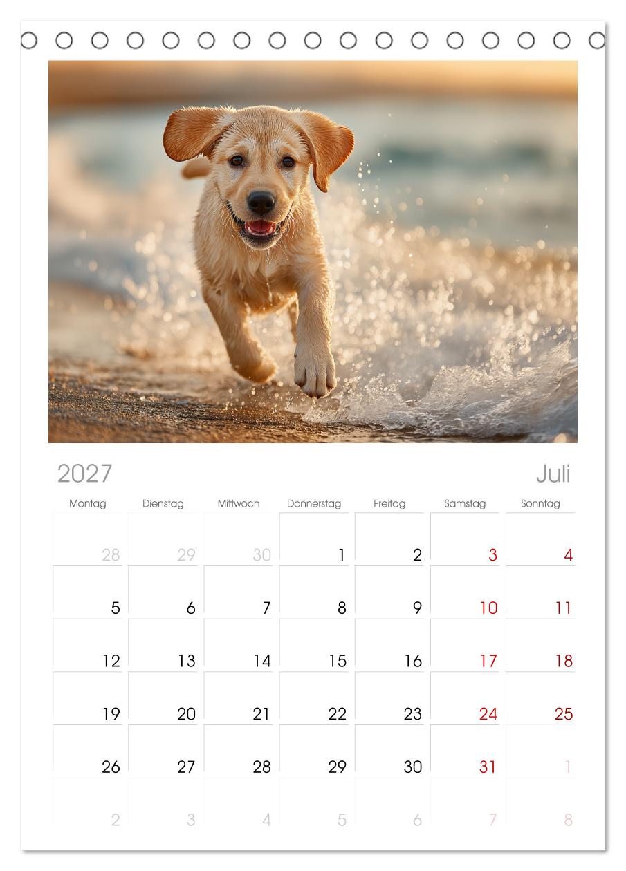 Labrador Liebe