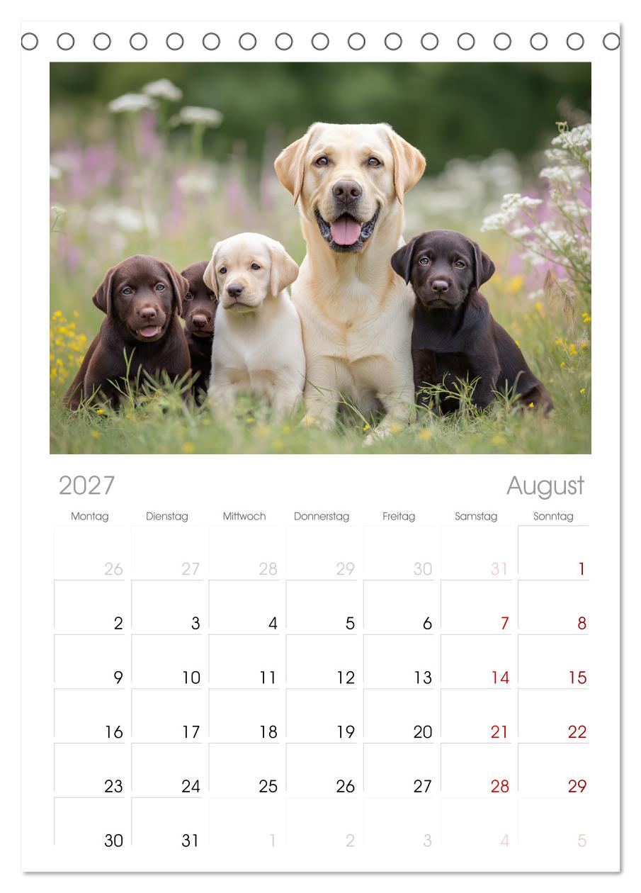 Labrador Liebe